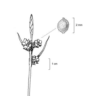 Carex pilulifera L., 7 January 2021, © 2022, Stefan Eggenberg – Flora Vegetativa - Haupt Verlag