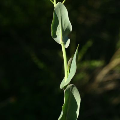 Conringia orientalis (L.) Dumort., © Copyright Christophe Bornand