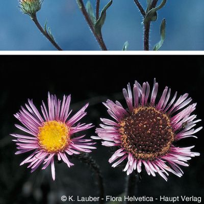 Erigeron alpinus L., © 2022, Konrad Lauber – Flora Helvetica – Haupt Verlag