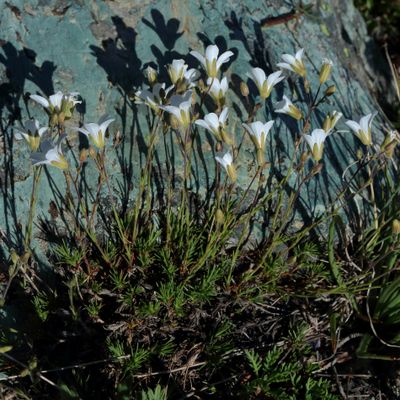 Minuartia laricifolia (L.) Schinz & Thell., © 2022, Hugh Knott – Zermatt