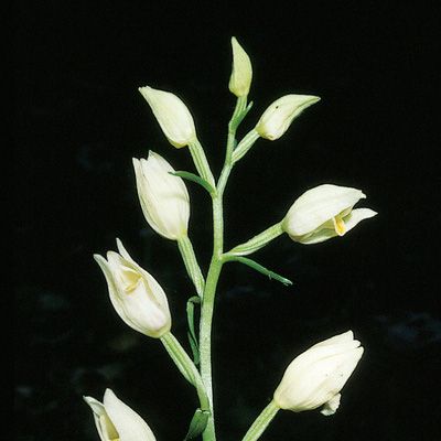 Cephalanthera damasonium (Mill.) Druce, © 2022, Konrad Lauber – Flora Helvetica – Haupt Verlag