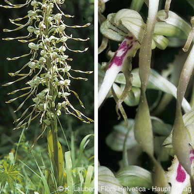 Himantoglossum hircinum (L.) Spreng., © 2022, Konrad Lauber – Flora Helvetica – Haupt Verlag
