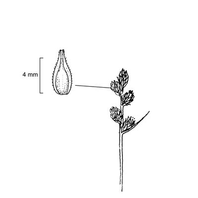 Carex leporina L., 7 January 2021, © 2022, Stefan Eggenberg – Flora Vegetativa - Haupt Verlag