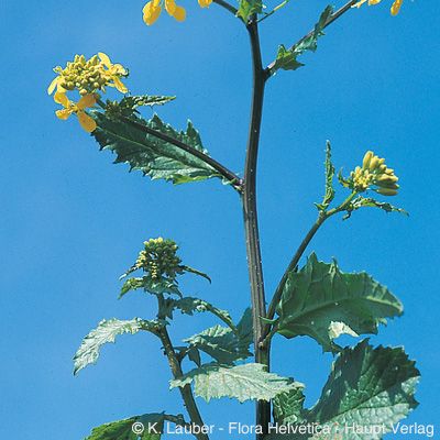Sinapis arvensis L., © 2022, Konrad Lauber – Flora Helvetica – Haupt Verlag