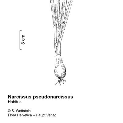 Narcissus pseudonarcissus L., 22 October 2022, © 2022, Stefan Eggenberg – Flora Vegetativa - Haupt Verlag