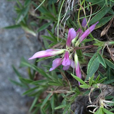 Trifolium alpinum L., 11 August 2016, Françoise Alsaker – Fabaceae