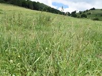 6/12 - © Copyright 2021 Patrice Prunier – IV.5.1b.2.3 - Poo pratensis-Lolietum perennis, La Thuile F-74