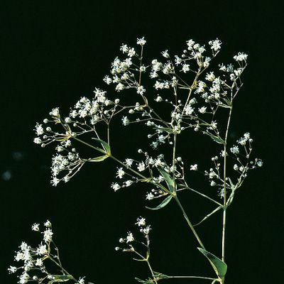 Gypsophila paniculata L., © 2022, Konrad Lauber – Flora Helvetica – Haupt Verlag