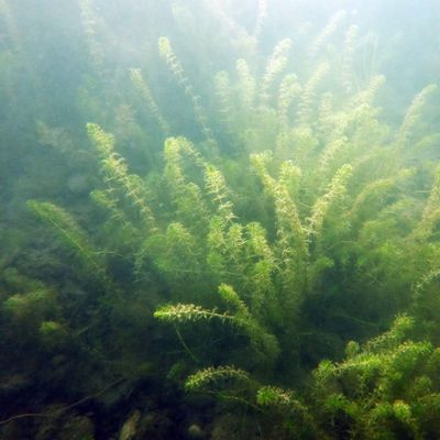 Hydrilla verticillata (L. f.) Royle, 16 July 2024, © Copyright 2024 Helena Burch