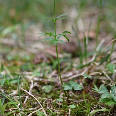 Ranunculus carinthiacus Hoppe, © 2022, Philippe Juillerat – Mont d'Or