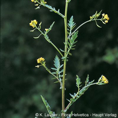 Rorippa palustris (L.) Besser, © 2022, Konrad Lauber – Flora Helvetica – Haupt Verlag