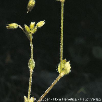 Cerastium brachypetalum subsp. tenoreanum (Ser.) Soó, © 2022, Konrad Lauber – Flora Helvetica – Haupt Verlag