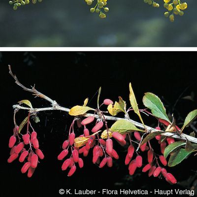 Berberis vulgaris L., © 2022, Konrad Lauber – Flora Helvetica – Haupt Verlag