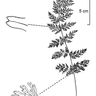 Cystopteris alpina (Lam.) Desv., © 2022, Stefan Eggenberg – Flora Vegetativa - Haupt Verlag