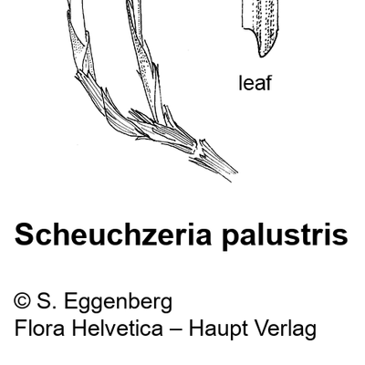 Scheuchzeria palustris L., 1 January 1970, © 2022, Stefan Eggenberg – Flora Helvetica – Haupt Verlag