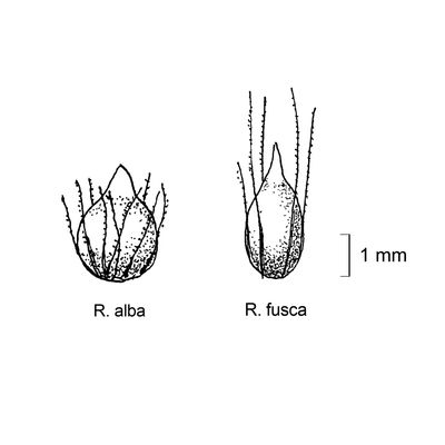 Rhynchospora fusca (L.) W. T. Aiton, 7 January 2021, © 2022, Stefan Eggenberg – Flora Vegetativa - Haupt Verlag