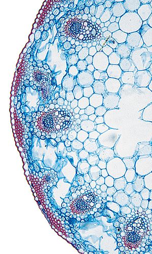 Carex humilis Leyss., © 2022, Hugo Berger – Stängel, 400x