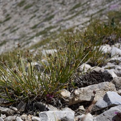 Carex glacialis Mack., © 2022, Philippe Juillerat – Mont-Cenis, Combe de Cléry