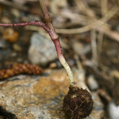 Bunium bulbocastanum L., © Copyright Christophe Bornand