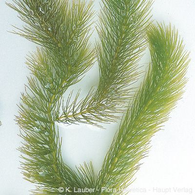 Ceratophyllum submersum L., © 2022, Konrad Lauber – Flora Helvetica – Haupt Verlag
