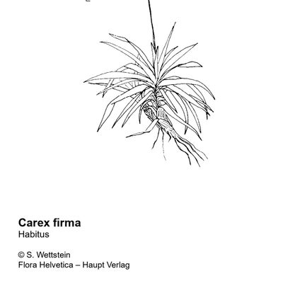 Carex firma Host, 7 January 2021, © 2022, Sacha Wettstein – Flora Vegetativa - Haupt Verlag