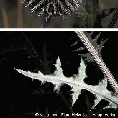 Echinops sphaerocephalus L., © 2022, Konrad Lauber – Flora Helvetica – Haupt Verlag