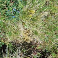 2/5 - © Copyright 2023 Patrice Prunier – VI.2.1.2.2 - Sphagno compacti-Trichophoretum, Leiterli CH-BE