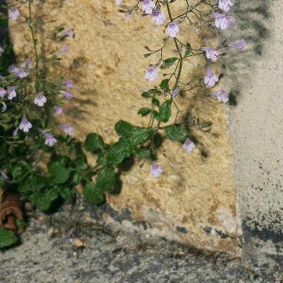 Calamintha nepeta (L.) Savi, © Copyright Christophe Bornand