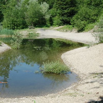 Nitella syncarpa (Thuill.) Chevall., © 2012, D. Auderset Joye – Les variations du niveau d’eau comme dans cet étang de la plaine alluviale de la Vieille Aar (Kappellen, CH-Be) sont favorables à Nitella syncarpa.