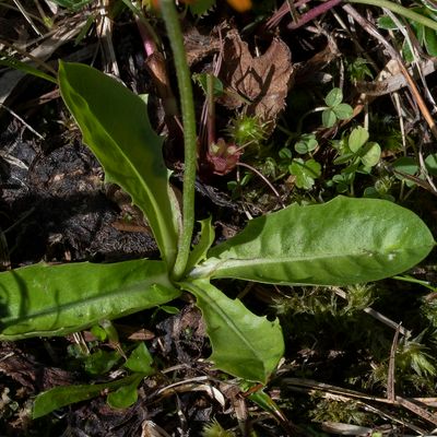 Crepis aurea (L.) Cass., 10 July 2018 – Asteraceae