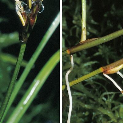 Carex chordorrhiza L. f., © 2022, Konrad Lauber – Flora Helvetica – Haupt Verlag