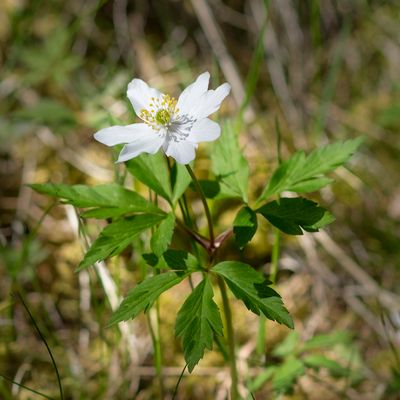 Anemone nemorosa L., 13 May 2017, © Copyright Françoise Alsaker – Ranunculaceae