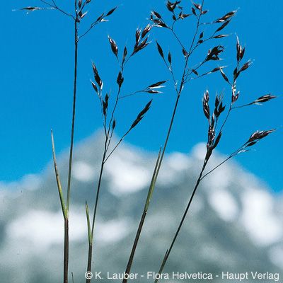 Agrostis alpina Scop., © 2022, Konrad Lauber – Flora Helvetica – Haupt Verlag