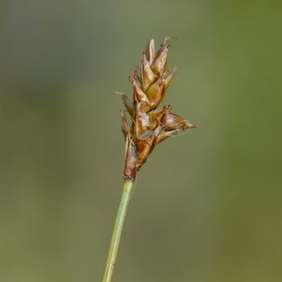 Carex dioica L., © 2022, Philippe Juillerat – Les Embreux