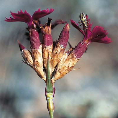 Dianthus carthusianorum subsp. vaginatus (Chaix) Schinz & R. Keller, © 2022, Konrad Lauber – Flora Helvetica – Haupt Verlag