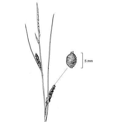 Carex lasiocarpa Ehrh., 7 January 2021, © 2022, Stefan Eggenberg – Flora Vegetativa - Haupt Verlag