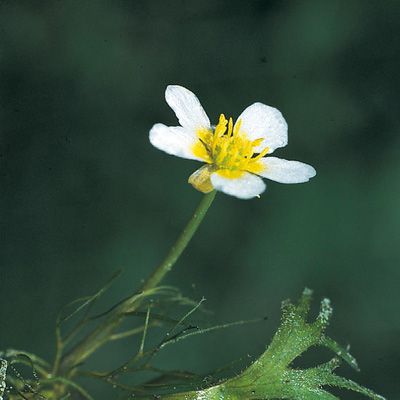 Ranunculus aquatilis L., © 2022, Konrad Lauber – Flora Helvetica – Haupt Verlag