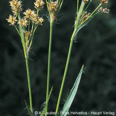 Luzula multiflora (Ehrh.) Lej., © 2022, Konrad Lauber – Flora Helvetica – Haupt Verlag