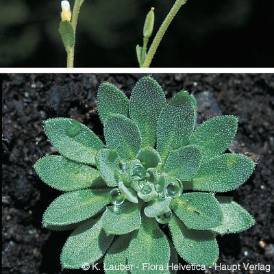 Draba thomasii W. D. J. Koch, © 2022, Konrad Lauber – Flora Helvetica – Haupt Verlag