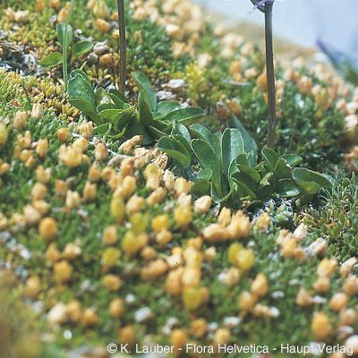 Phyteuma globulariifolium Sternb. & Hoppe subsp. globulariifolium, © 2022, Konrad Lauber – Flora Helvetica – Haupt Verlag