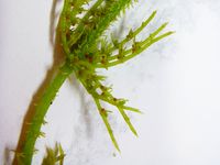 4/5 - © 2014 – I.1.2.2.5 - Magnocharetum hispidae, Teppes de Verbois, Russin CH-Ge