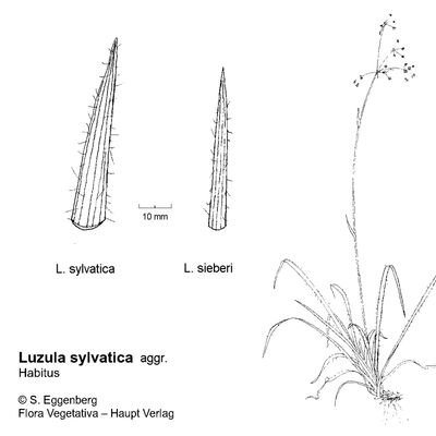 Luzula sylvatica (Huds.) Gaudin, 2 December 2022, © 2022, Stefan Eggenberg – Flora Vegetativa - Haupt Verlag