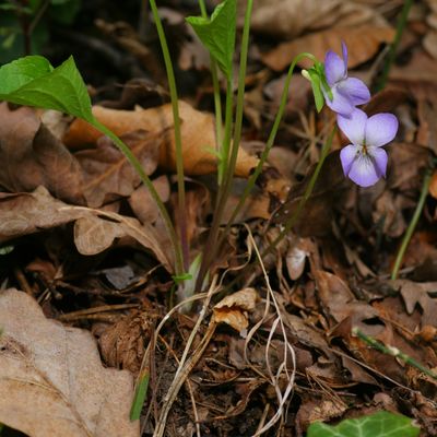 Viola mirabilis L., © Copyright Christophe Bornand