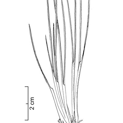 Triglochin palustris L., 10 November 2022, © 2022, Stefan Eggenberg – Flora Vegetativa - Haupt Verlag