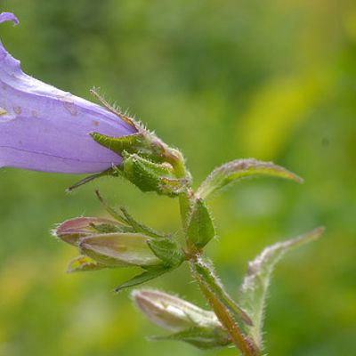 Campanula trachelium L., © 2007, Beat Bäumler – Marchairuz (VD)