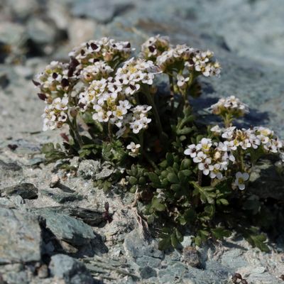 Pritzelago alpina (L.) Kuntze, © 2022, Hugh Knott – Zermatt
