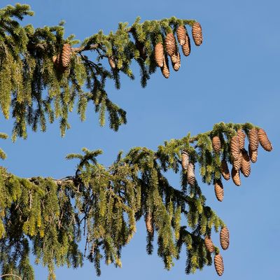 Picea abies (L.) H. Karst., 22 November 2014, © Copyright Françoise Alsaker – pinaceae