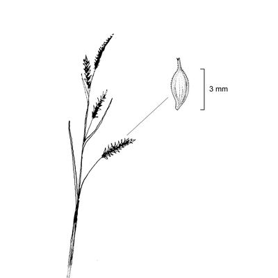 Carex austroalpina Bech., 7 January 2021, © 2022, Stefan Eggenberg – Flora Vegetativa - Haupt Verlag
