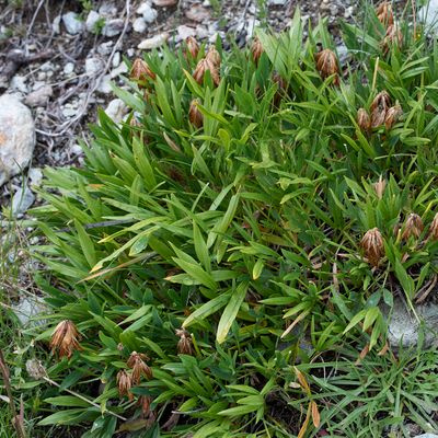 Trifolium alpinum L., 27 July 2017, Françoise Alsaker – Fabaceae