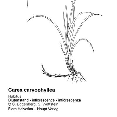 Carex caryophyllea Latourr., 7 January 2021, © 2022, Sacha Wettstein – Flora Vegetativa - Haupt Verlag